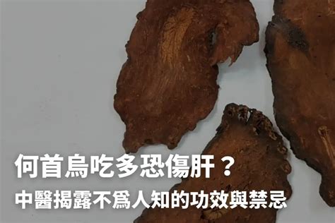 何烏首|何首烏秋冬進補怎麼吃？醫列功效禁忌＋何首烏藥膳做。